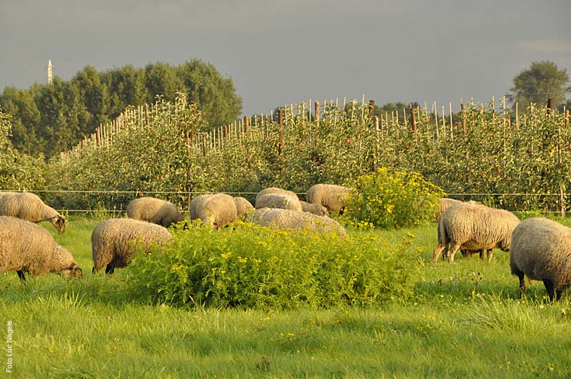 Herderstochtsept2010-184